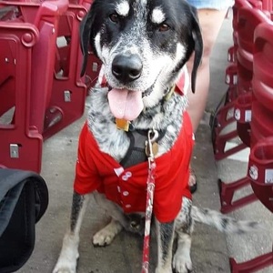 Fundraising Page: Holly Brown